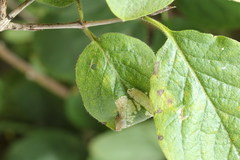 Phyllonorycter emberizaepenella