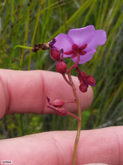 Drosera glabripes