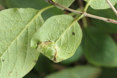 Phyllonorycter emberizaepenella