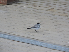 Motacilla alba