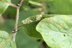 Phyllonorycter emberizaepenella