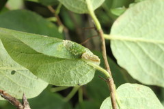 Phyllonorycter emberizaepenella