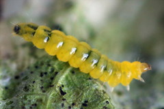 Phyllonorycter emberizaepenella