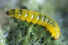 Phyllonorycter emberizaepenella