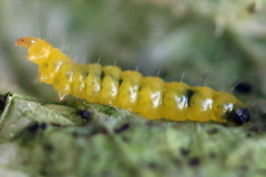 Phyllonorycter emberizaepenella