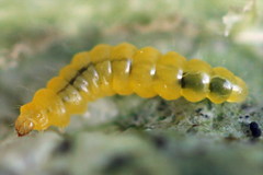 Phyllonorycter emberizaepenella