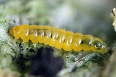 Phyllonorycter emberizaepenella