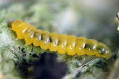 Phyllonorycter emberizaepenella