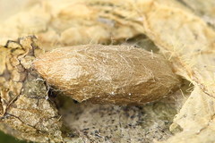 Phyllonorycter emberizaepenella