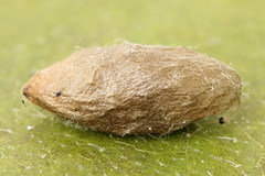 Phyllonorycter emberizaepenella