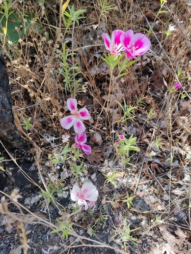 Farewell to spring (Clarkia amoena)