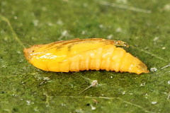 Phyllonorycter emberizaepenella