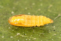 Phyllonorycter emberizaepenella