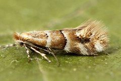 Phyllonorycter emberizaepenella