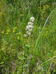 Spiraea alba alba