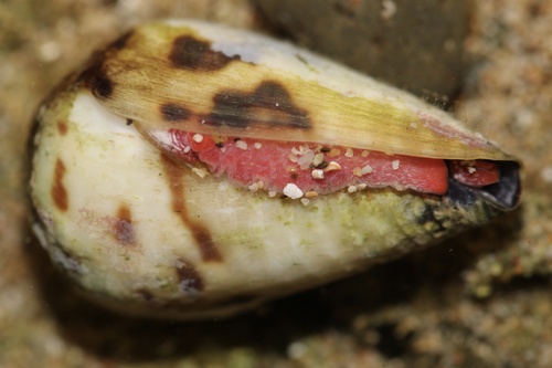 Conus sponsalis observed 2023-06-15