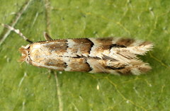 Phyllonorycter emberizaepenella