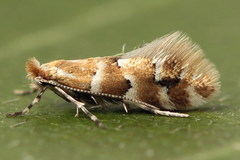 Phyllonorycter emberizaepenella