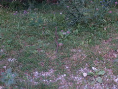 Vipera aspis zinnikeri