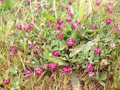 Trifolium depauperatum
