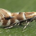 Phyllonorycter - Photo (c) Andrey Ponomarev, some rights reserved (CC BY-NC), uploaded by Andrey Ponomarev
