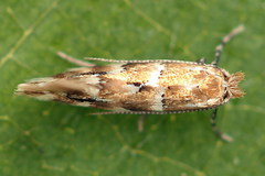 Phyllonorycter emberizaepenella
