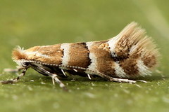 Phyllonorycter emberizaepenella