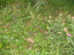 Vipera aspis zinnikeri