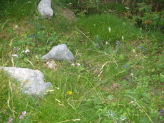 Vipera aspis zinnikeri