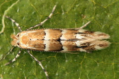 Phyllonorycter emberizaepenella