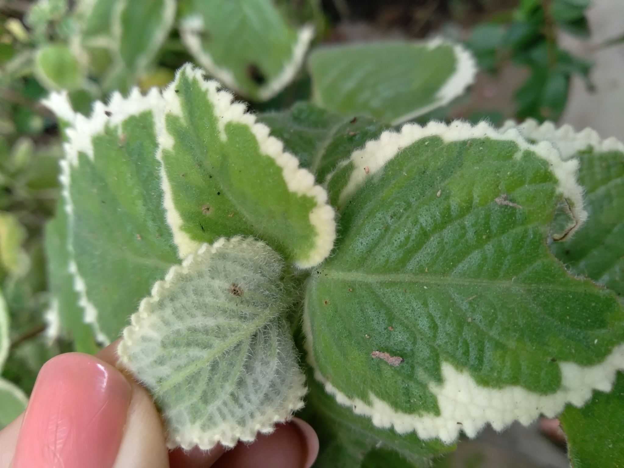 Coleus amboinicus