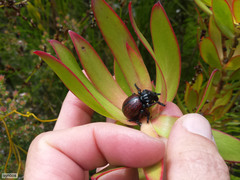Leucadendron microcephalum
