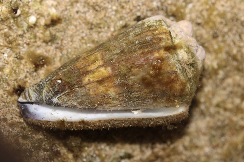 Conus vitulinus observed 2023-06-15