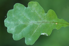 Phyllonorycter heegeriella