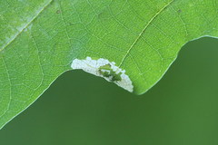 Phyllonorycter heegeriella