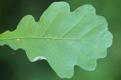 Phyllonorycter heegeriella