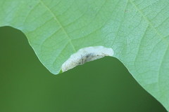 Phyllonorycter heegeriella