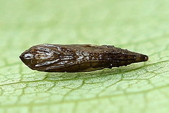 Phyllonorycter heegeriella