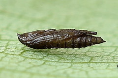 Phyllonorycter heegeriella