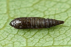 Phyllonorycter heegeriella