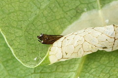 Phyllonorycter heegeriella