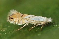 Phyllonorycter heegeriella