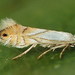 Phyllonorycter heegeriella - Photo (c) Andrey Ponomarev, μερικά δικαιώματα διατηρούνται (CC BY-NC), uploaded by Andrey Ponomarev