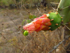 Opuntia dejecta