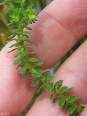 Osmitopsis parvifolia