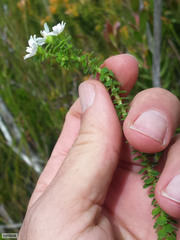 Osmitopsis parvifolia