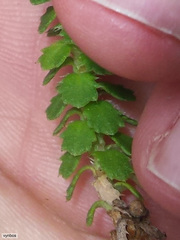 Osmitopsis parvifolia