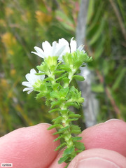 Osmitopsis parvifolia