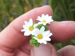 Osmitopsis parvifolia