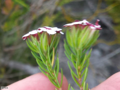 Erica fastigiata